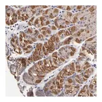 Merck Anti-FBXO8 antibody produced in rabbit