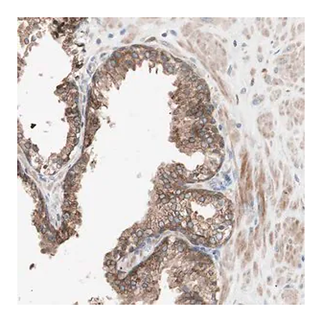 Merck Anti-FAAH antibody produced in rabbit
