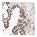 Merck Anti-FAAH antibody produced in rabbit