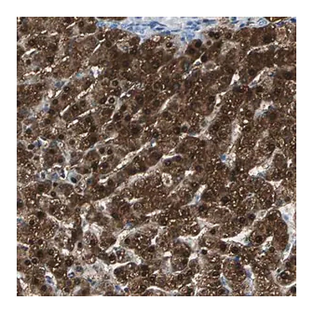 Merck Anti-FAM65A antibody produced in rabbit