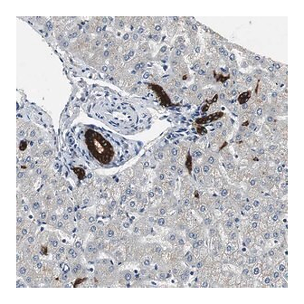 Merck Anti-PTPRN2 antibody produced in rabbit