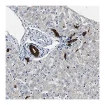 Merck Anti-PTPRN2 antibody produced in rabbit