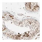 Merck Anti-PTTG1 antibody produced in rabbit