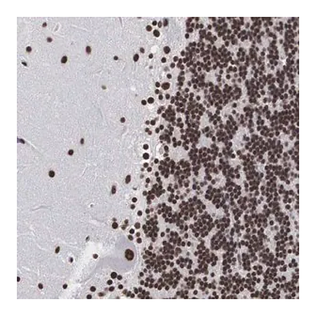 Merck Anti-ACIN1 antibody produced in rabbit