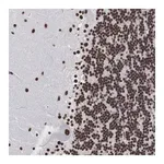 Merck Anti-ACIN1 antibody produced in rabbit