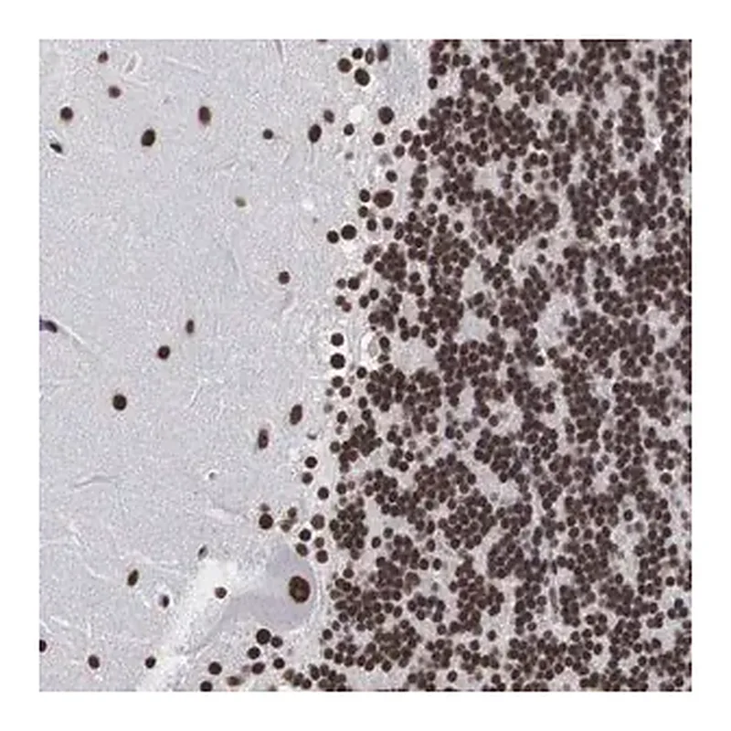 Merck Anti-ACIN1 antibody produced in rabbit