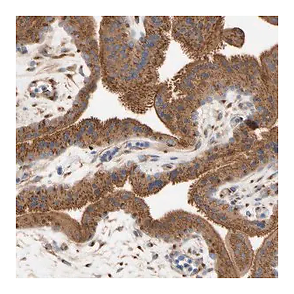 Merck Anti-NECTIN3 antibody produced in rabbit