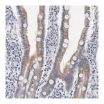 Merck Anti-AADAC antibody produced in rabbit