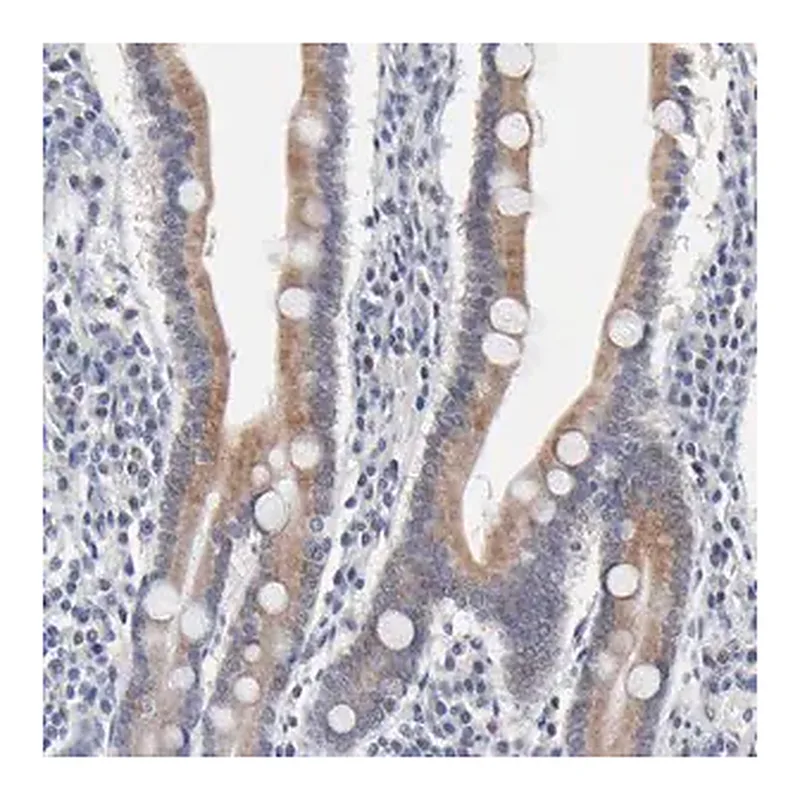 Merck Anti-AADAC antibody produced in rabbit
