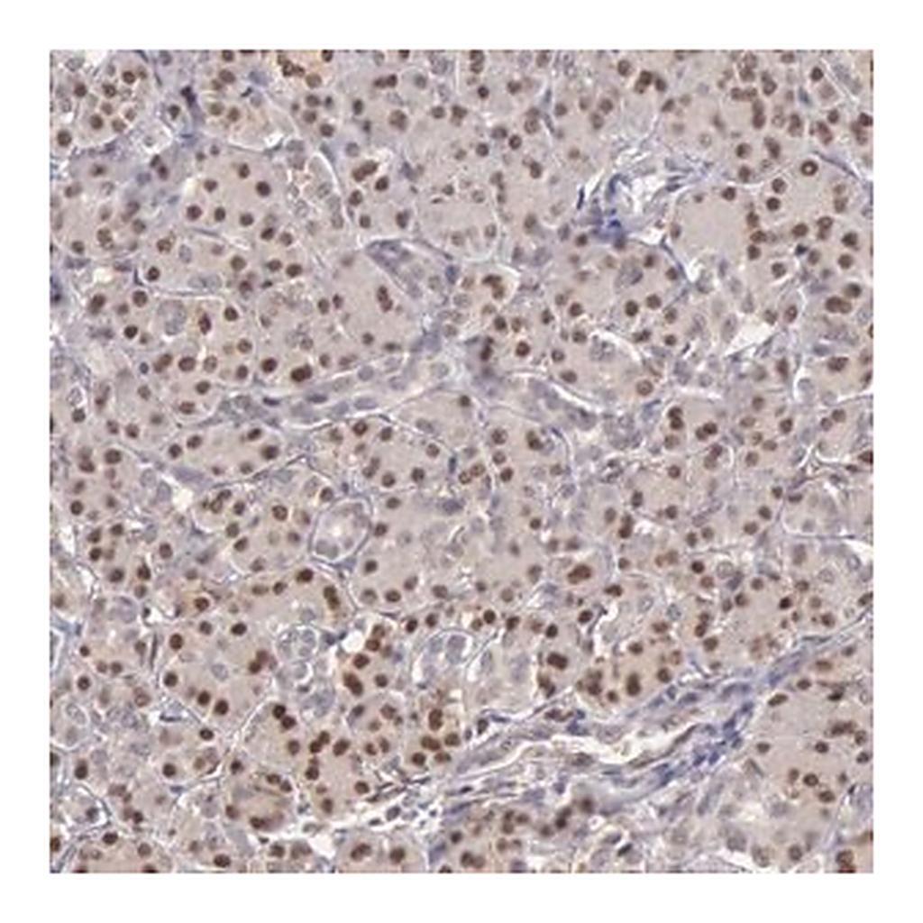 Merck Anti-GRK3 antibody produced in rabbit