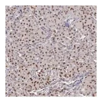 Merck Anti-GRK3 antibody produced in rabbit