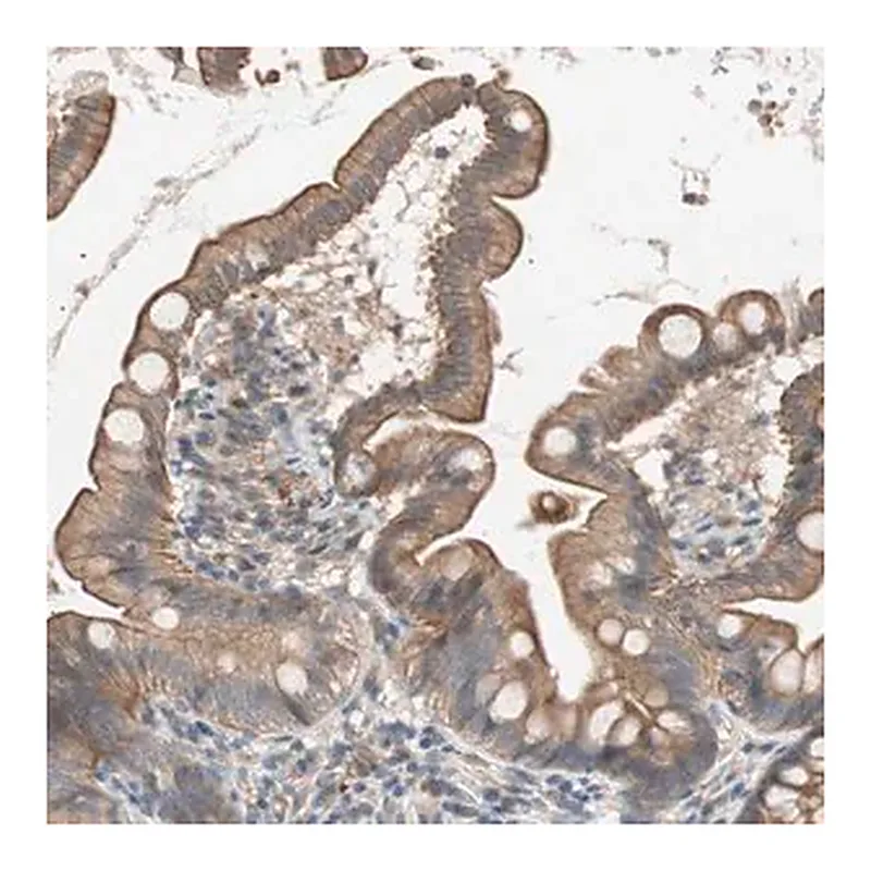 Merck Anti-SMG1 antibody produced in rabbit