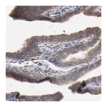 Merck Anti-ABCD4 antibody produced in rabbit