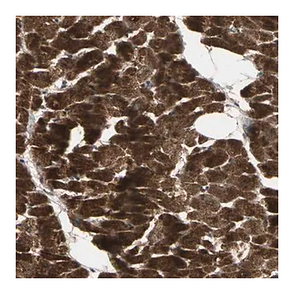 Merck Anti-AGBL2 antibody produced in rabbit