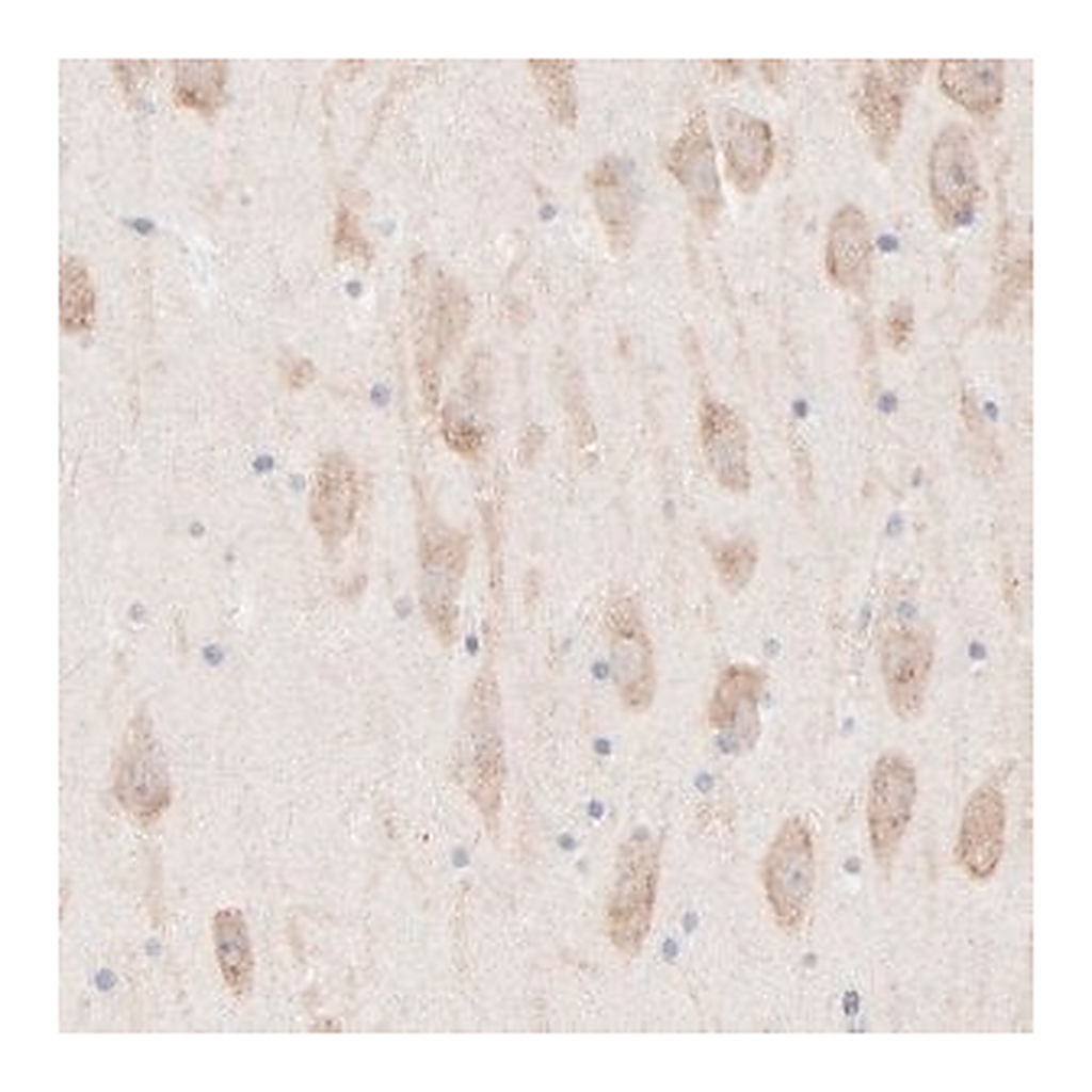 Merck Anti-AFF2 antibody produced in rabbit