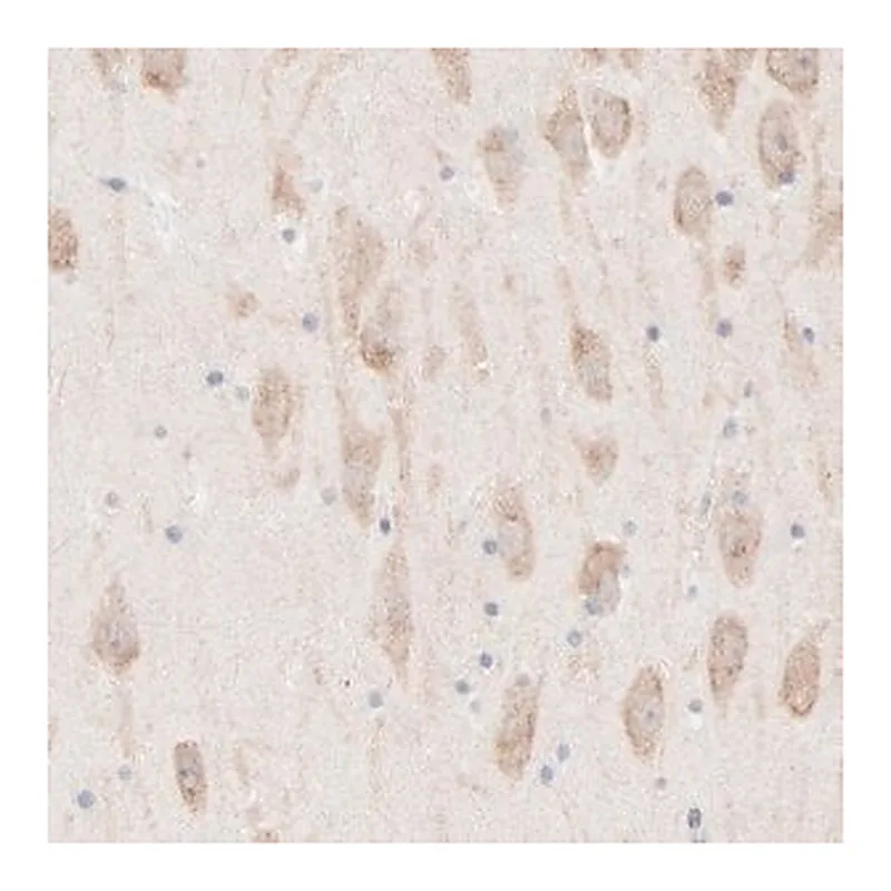 Merck Anti-AFF2 antibody produced in rabbit