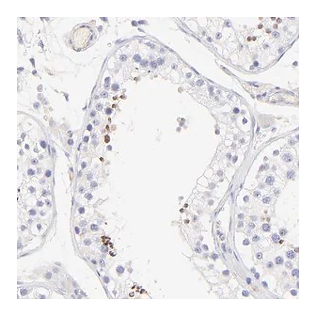 Merck Anti-ACTRT1 antibody produced in rabbit