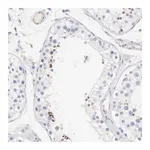 Merck Anti-ACTRT1 antibody produced in rabbit