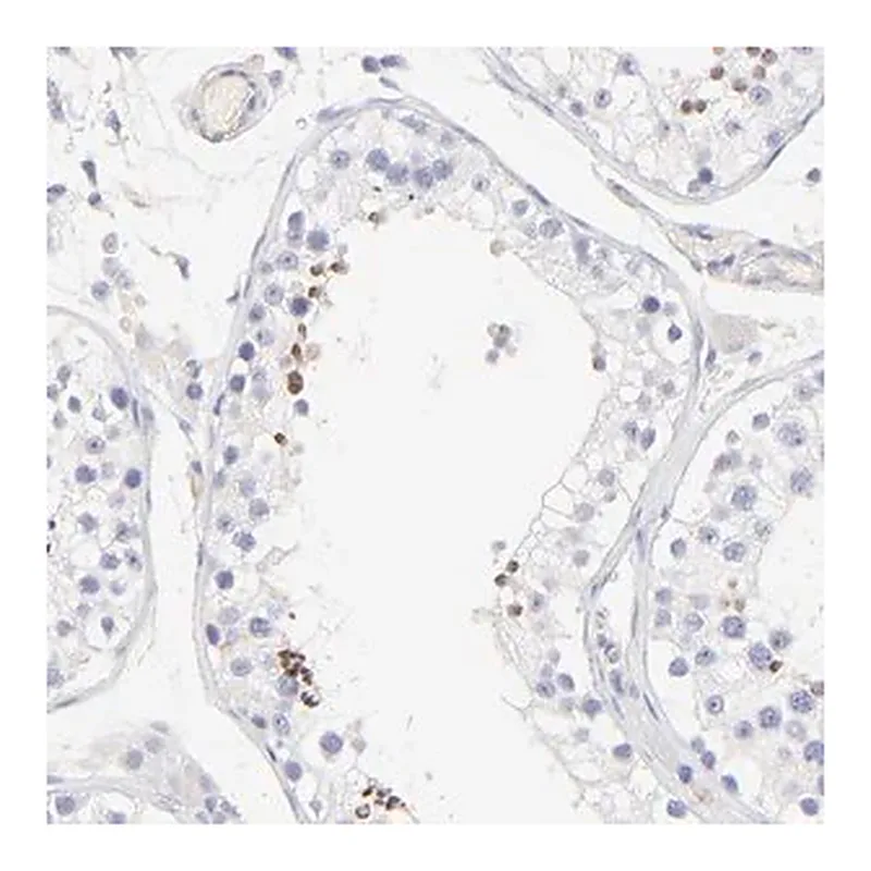 Merck Anti-ACTRT1 antibody produced in rabbit