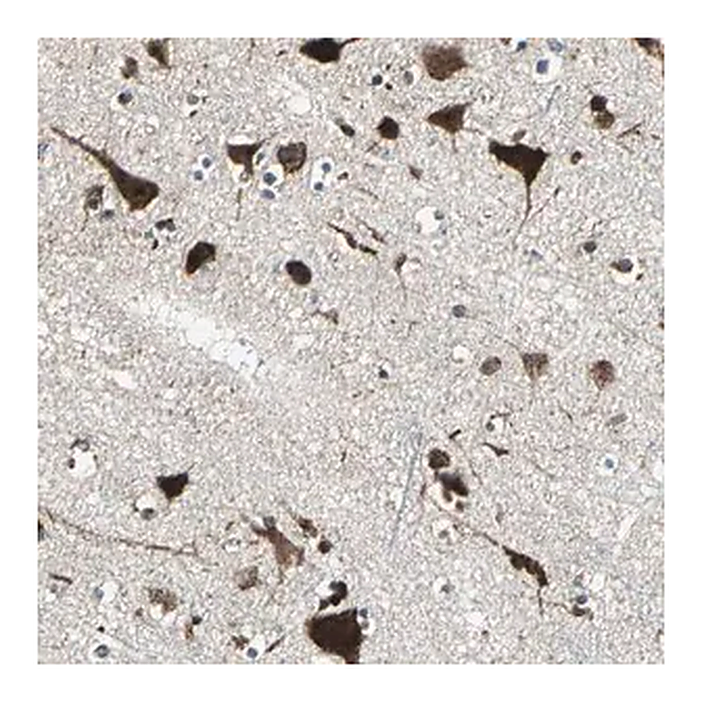 Merck Anti-AATF antibody produced in rabbit