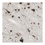 Merck Anti-AATF antibody produced in rabbit