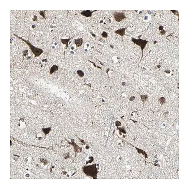Merck Anti-AATF antibody produced in rabbit