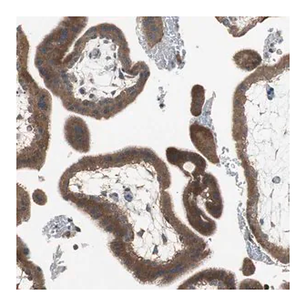 Merck Anti-ADAMTSL4 antibody produced in rabbit