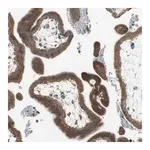 Merck Anti-ADAMTSL4 antibody produced in rabbit