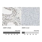 Merck Anti-ADNP antibody produced in rabbit