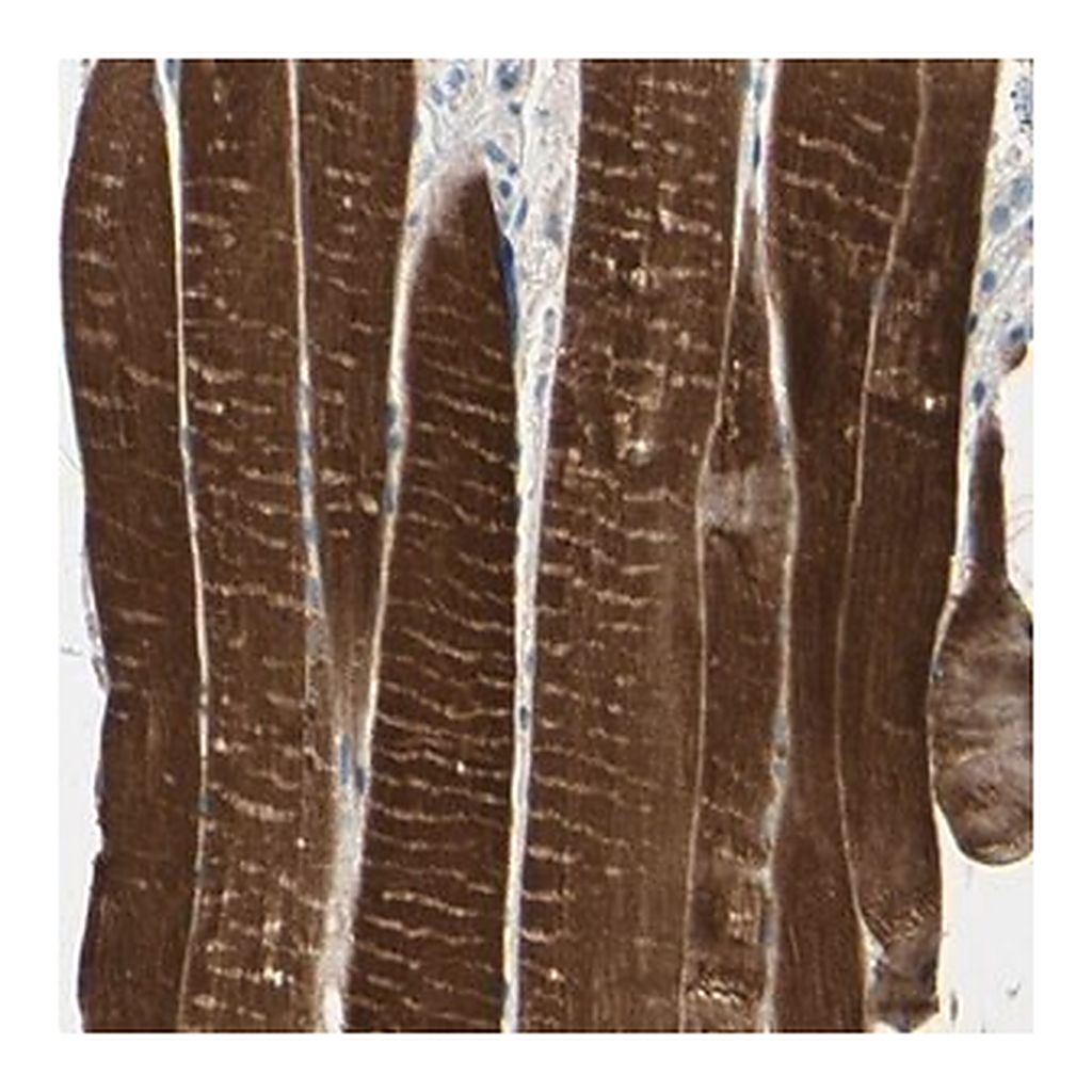 Merck Anti-TPM3 antibody produced in rabbit