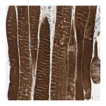Merck Anti-TPM3 antibody produced in rabbit