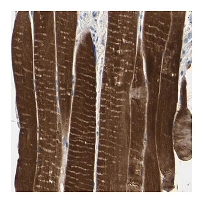 Merck Anti-TPM3 antibody produced in rabbit