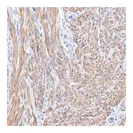 Merck Anti-TPM1 antibody produced in rabbit