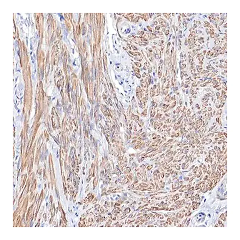 Merck Anti-TPM1 antibody produced in rabbit
