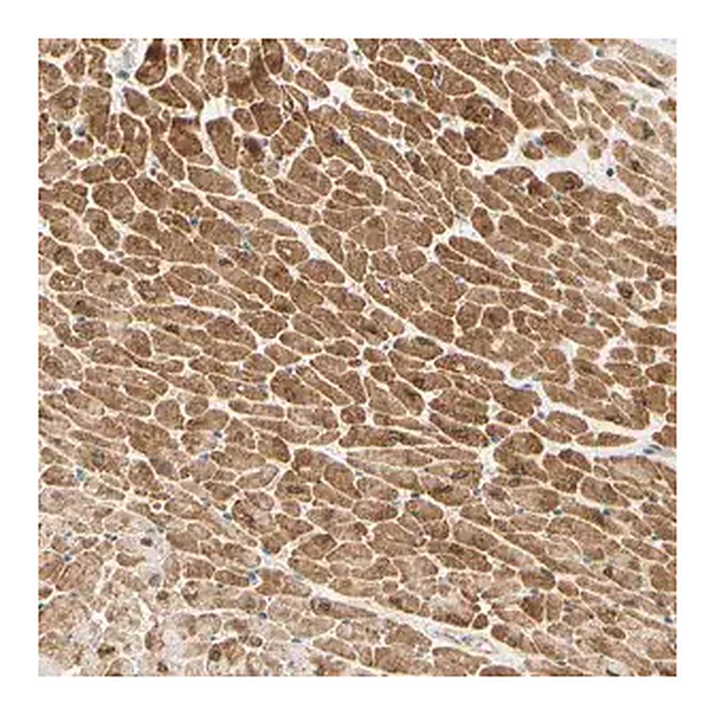Merck Anti-ADAM17 antibody produced in rabbit