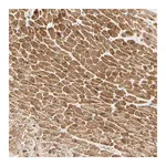 Merck Anti-ADAM17 antibody produced in rabbit