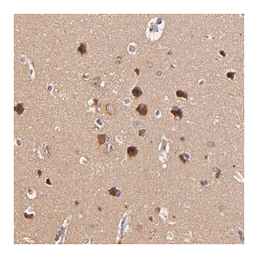 Merck Anti-TOM1 antibody produced in rabbit