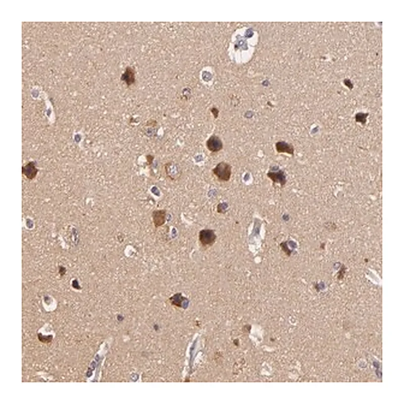 Merck Anti-TOM1 antibody produced in rabbit