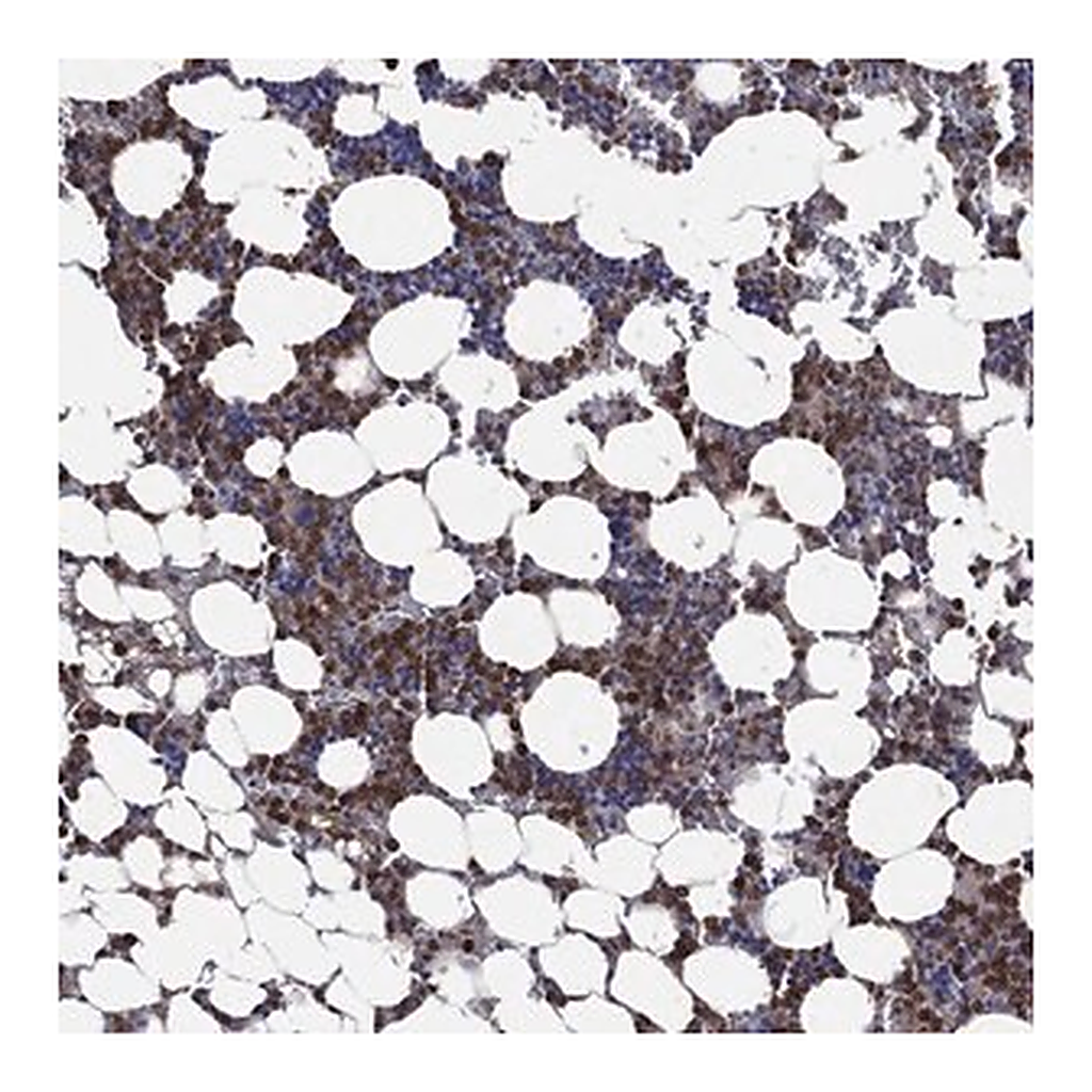 Merck Anti-FES antibody produced in rabbit
