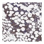 Merck Anti-FES antibody produced in rabbit