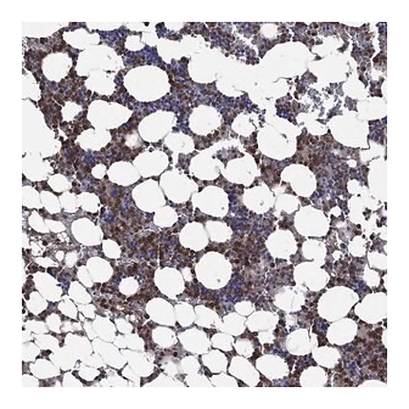 Merck Anti-FES antibody produced in rabbit