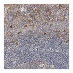Merck Anti-TNFSF13 antibody produced in rabbit
