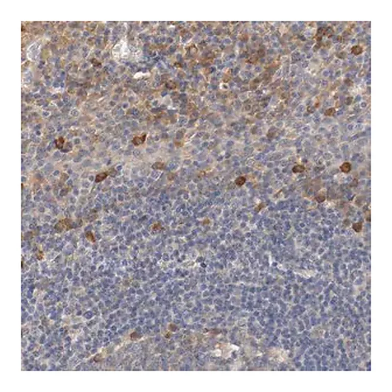 Merck Anti-TNFSF13 antibody produced in rabbit