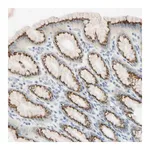 Merck Anti-GALNT5 antibody produced in rabbit