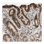 Merck Anti-GALNT5 antibody produced in rabbit
