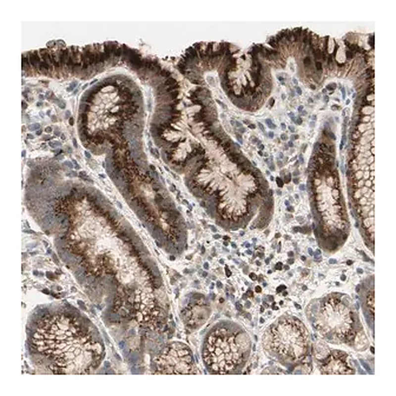 Merck Anti-GALNT5 antibody produced in rabbit