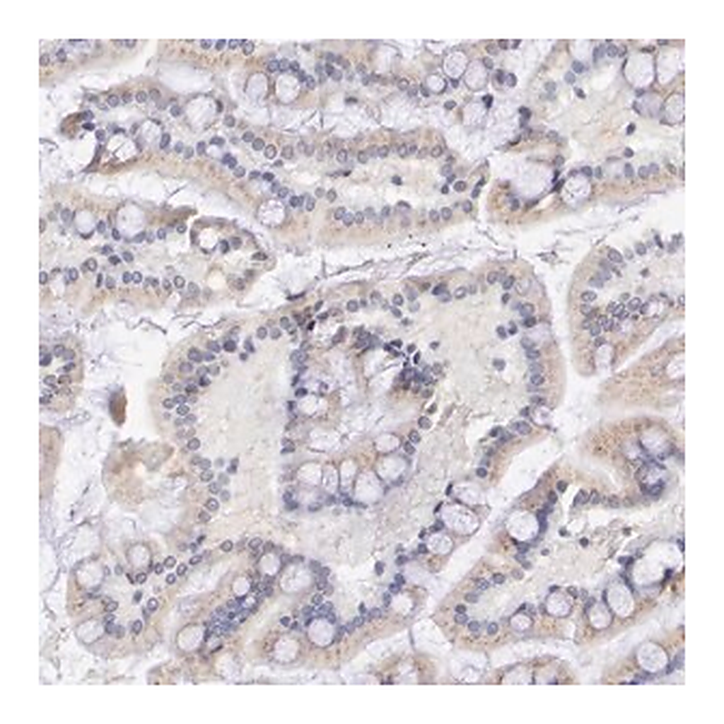 Merck Anti-GAL3ST1 antibody produced in rabbit