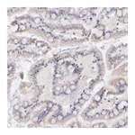 Merck Anti-GAL3ST1 antibody produced in rabbit