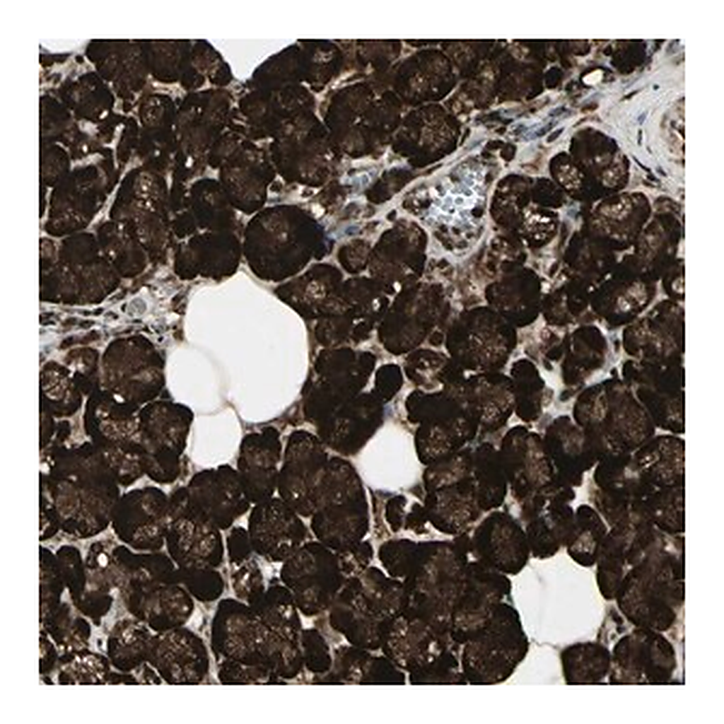 Merck Anti-FOXJ2 antibody produced in rabbit