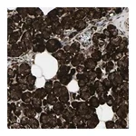 Merck Anti-FOXJ2 antibody produced in rabbit